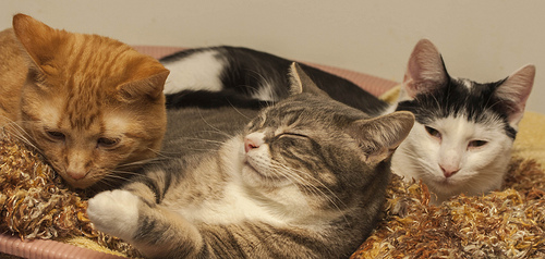 Three Kitties in a Bed