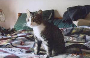 Female Cat Missing Litter Box Female Cat Missing Litter Box