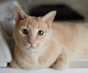 10 Special Needs Organizations You >> Cat Guardians - A no-kill shelter for cats - Lombard, IL. 10 Special Needs Organizations You >> Cat Guardians - A no-kill shelter for cats - Lombard, IL.